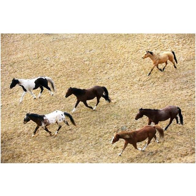 Horses Galloping Poster Print by Richard Wear, 17 x 11