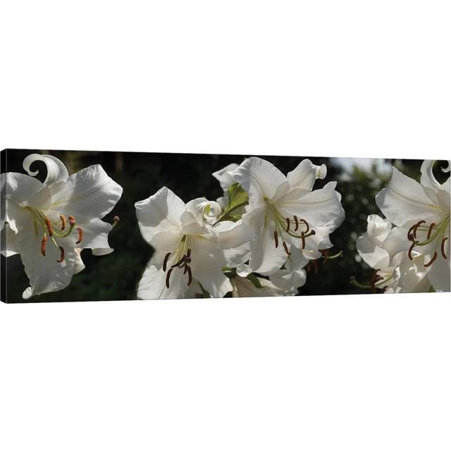 Close-up of White Lilies Flowers by Panoramic Images - Wrapped Canvas Panoramic Photograph (121.92 cm H x 40.64 cm W x 3.175 cm D)