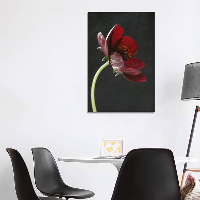 Chocolate Cosmos Flower I by Alyson Fennell - Wrapped Canvas Graphic Art (101.6 cm H x 66.04 cm W)
