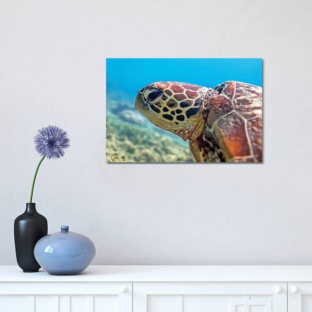 Turtle Head Nature Underwater by James Vodicka - Wrapped Canvas Art Prints (30.48cm H x 45.72cm W)