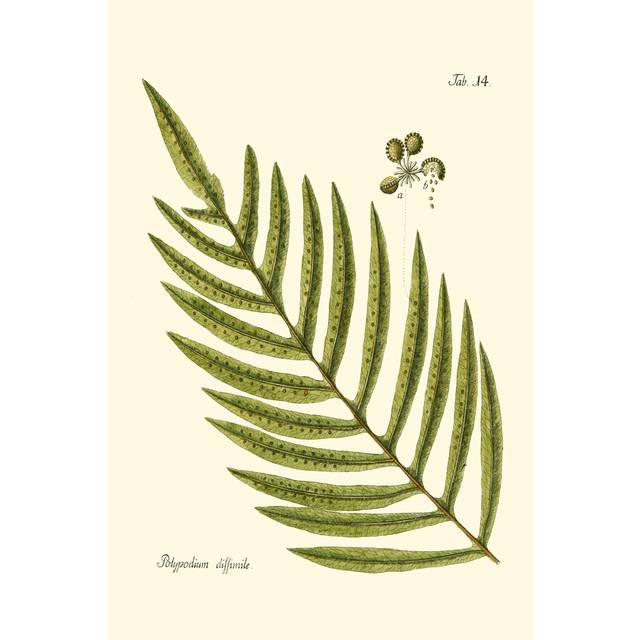 Small Antique Fern I - Wrapped Canvas Painting (46cm H x 30cm W x 3.8cm D)