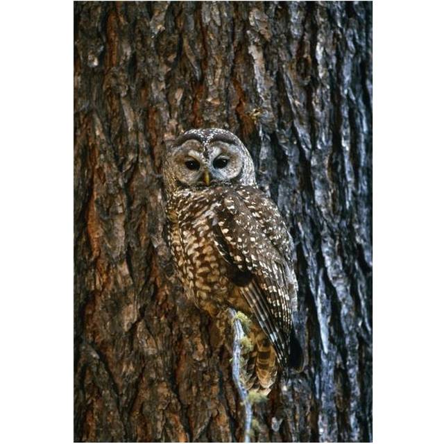 Mexican Spotted Owl Camouflaged Against Tree Bark Poster Print by Natural Selection David Ponton, 12 x 18