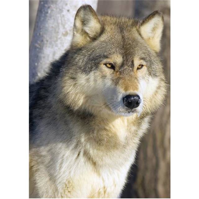 Timber Wolf Poster Print by John Pitcher, 24 x 32 - Large