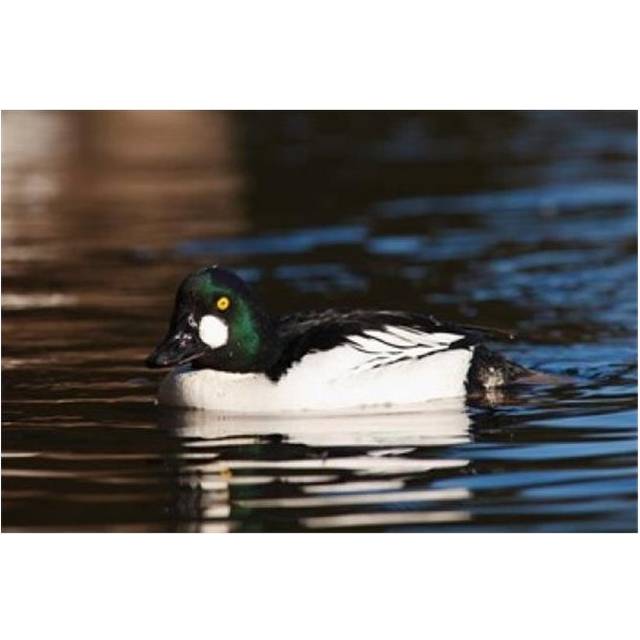 British Columbia Vancouver Common Goldeneye Duck Poster Print by Rick a Brown - 20 x 13 in.