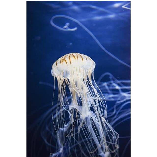 Jellyfish at The Aquarium of The Bay - San Francisco California United States of America Poster Print - 12 x 19 in.