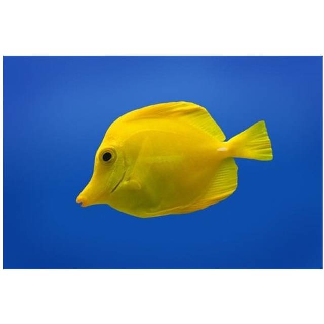 Yellow Fish Poster Print by Don Hammond, 17 x 11