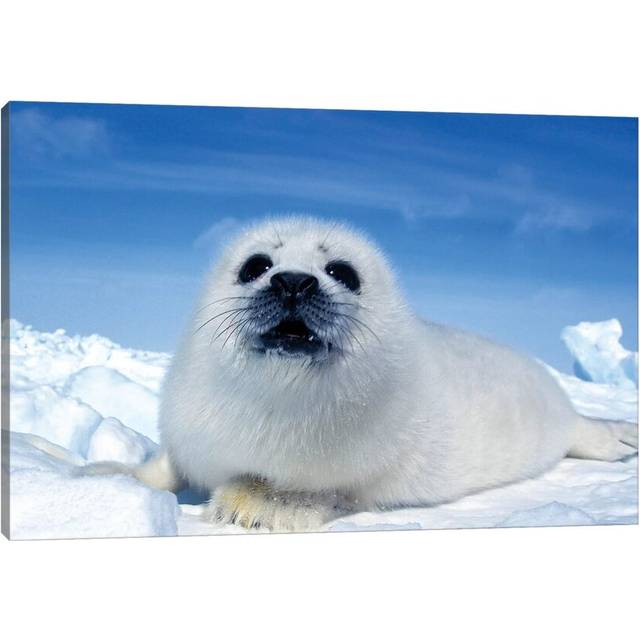 A Young Harp Seal Laying on an Ice Floe, Canada II by VWPics - Wrapped Canvas Photograph (20.32cm H x 30.48cm W x 1.905cm D)