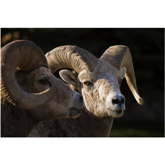 Bighorn Sheep Waterton National Park Alberta Canada Poster Print, Large - 34 x 22