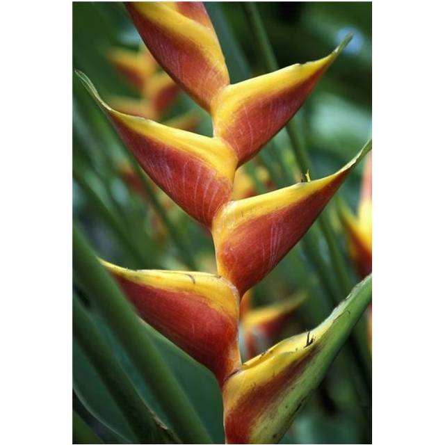 Detail of Flower From Garden of The Sleeping Giant, Close Up Poster Print, 22 x 34 - Large