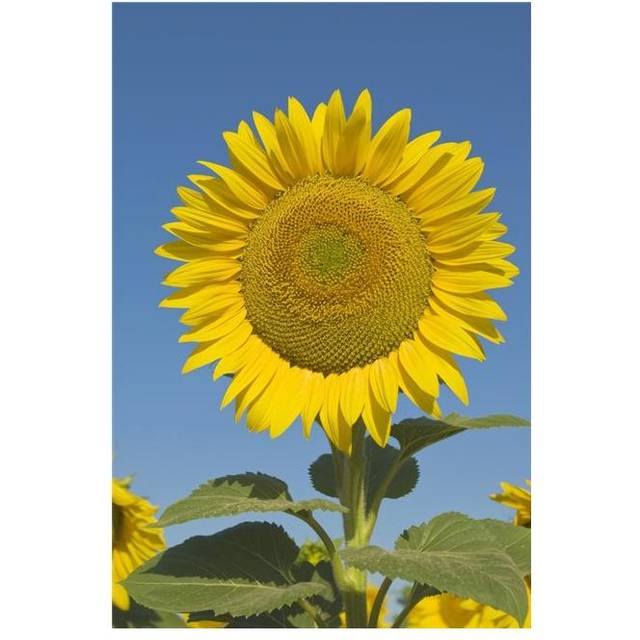 Sunflower Helianthus Annuus Poster Print, 12 x 18
