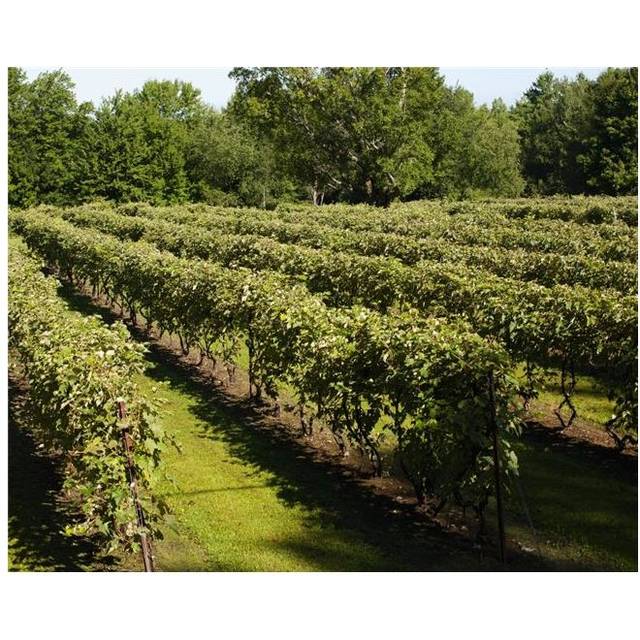 Vineyard - Dunham Quebec Canada Poster Print - 17 x 13 in.