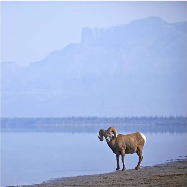 Bighorn Sheep Ovis Canadensis On Waters Edge In Banff National Park - Alberta, Canada Poster Print, 24 x 24 - Large