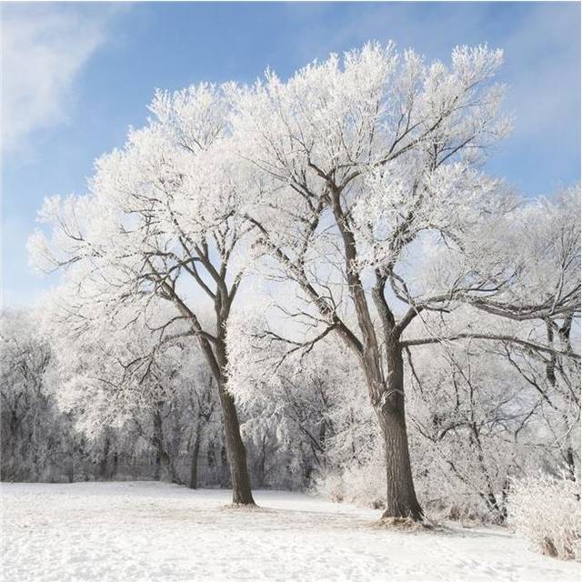 Winnipeg, Manitoba, Canada - Snow On The Ground & Trees Poster Print, 24 x 24 - Large