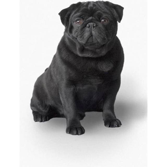 Pug Dog Poster Print by Corey Hochachka, 22 x 34 - Large