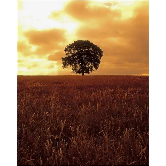 Oak Tree in a Barley Field Ireland Poster Print by The Irish Image Collection, 12 x 16