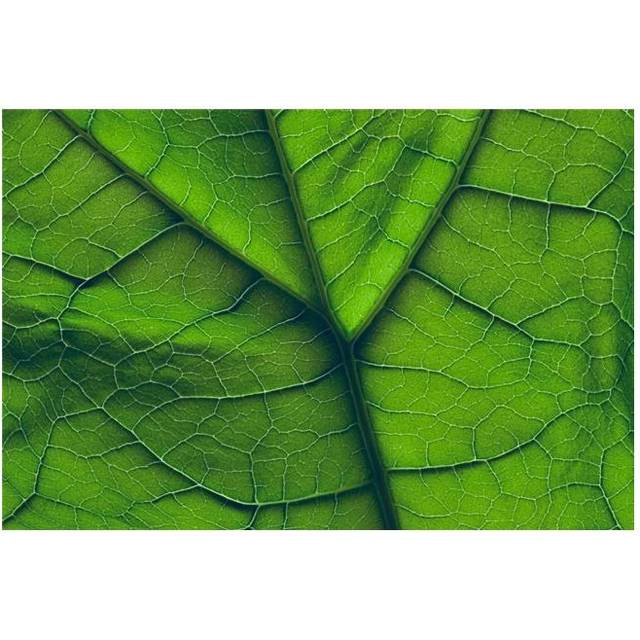 Close-Up of A Leaf Poster Print by Don Hammond, 34 x 22 - Large