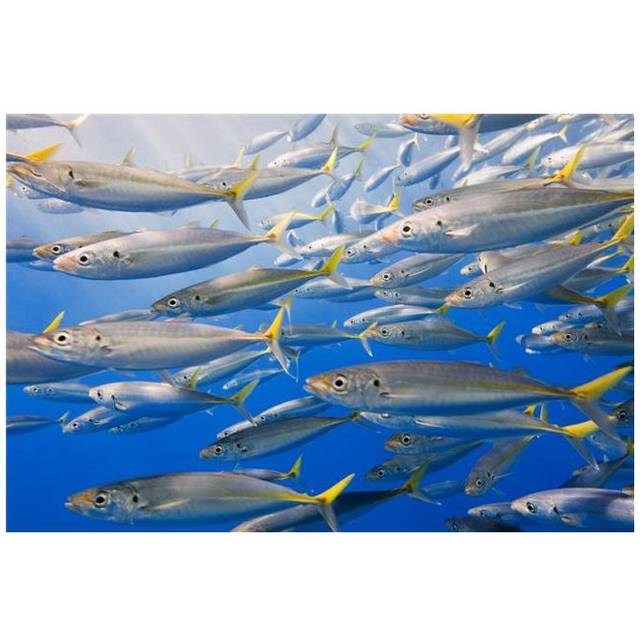 School of Rainbow Runners Sea of Cortez Mexico Poster Print by Carson Ganci, 34 x 22 - Large