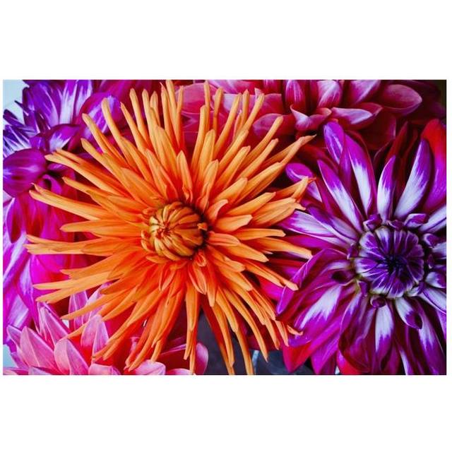 Close Up of Blossoming Flowers - British Columbia Canada Poster Print - 19 x 12 in.