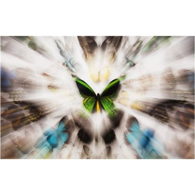 Focus On A Green Butterfly with Images of Butterflies Surrounding It Poster Print, 19 x 12