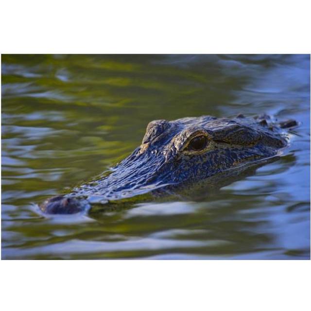 Alligator Poster Print by Don Hammond, 17 x 11