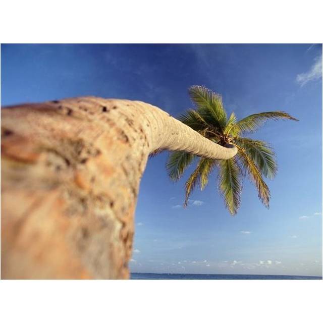 Palm Tree Above Bavaro Beach At Dawn Poster Print, 16 x 12