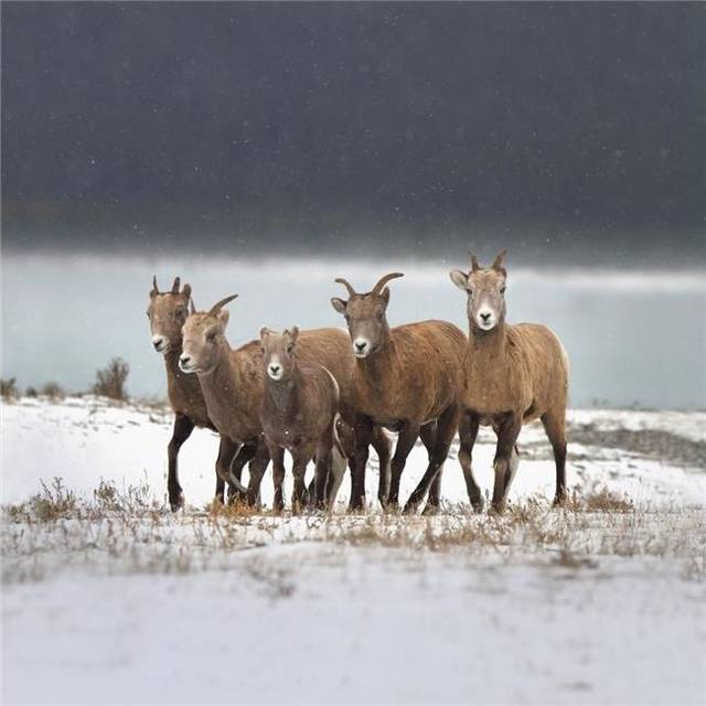 Mountain Sheep Family - Nordegg, Alberta, Canada Poster Print, 24 x 24 - Large
