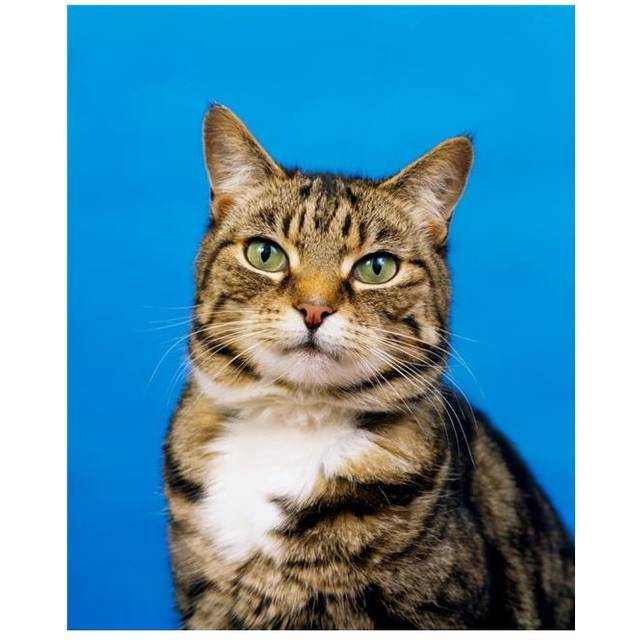 Tabby Cat Poster Print by The Irish Image Collection, 13 x 17