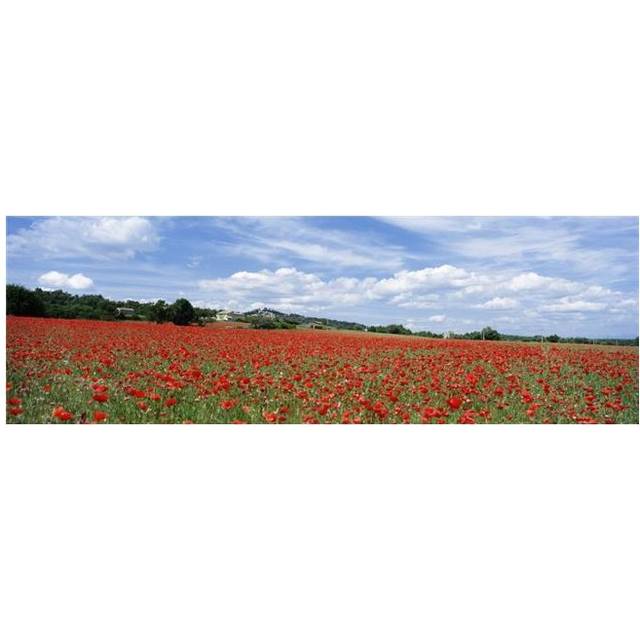 Looking Across Field of Poppies to Small Village In Provence Poster Print, 36 x 12 - Large