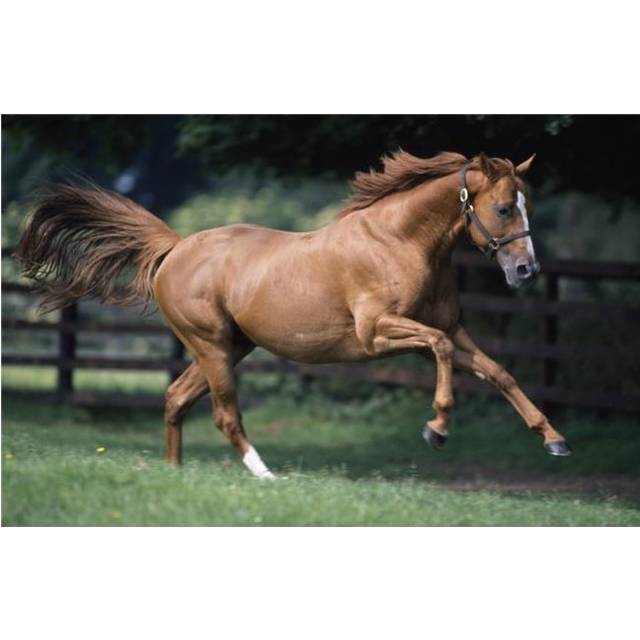 Galloping Thoroughbred Horse Poster Print, 19 x 12