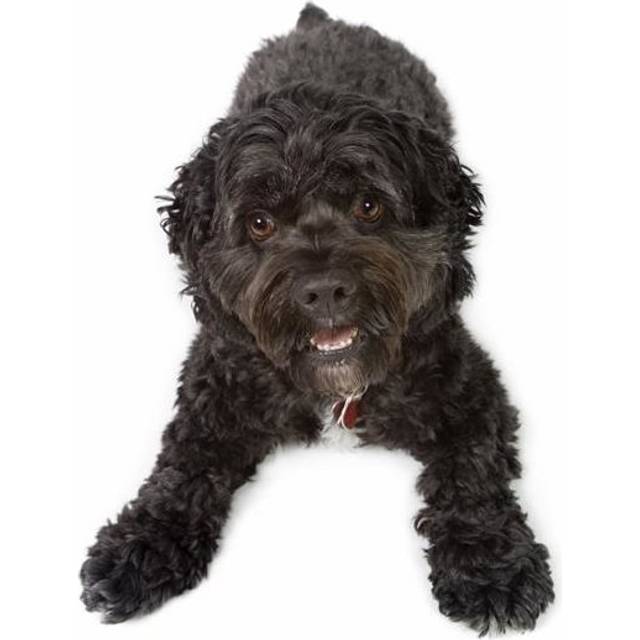 Black Bichon-Cocker Spaniel Dog Poster Print, 11 x 17