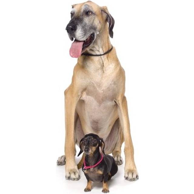Great Dane & Dachshund Portrait Poster Print by Corey Hochachka, 22 x 34 - Large