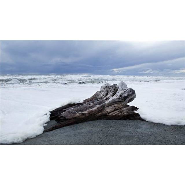 West Coast Surf Approches Driftwood Tree Stump That Has Been Washed Up - South Island New Zealand Poster Print - 20 x 11 in.