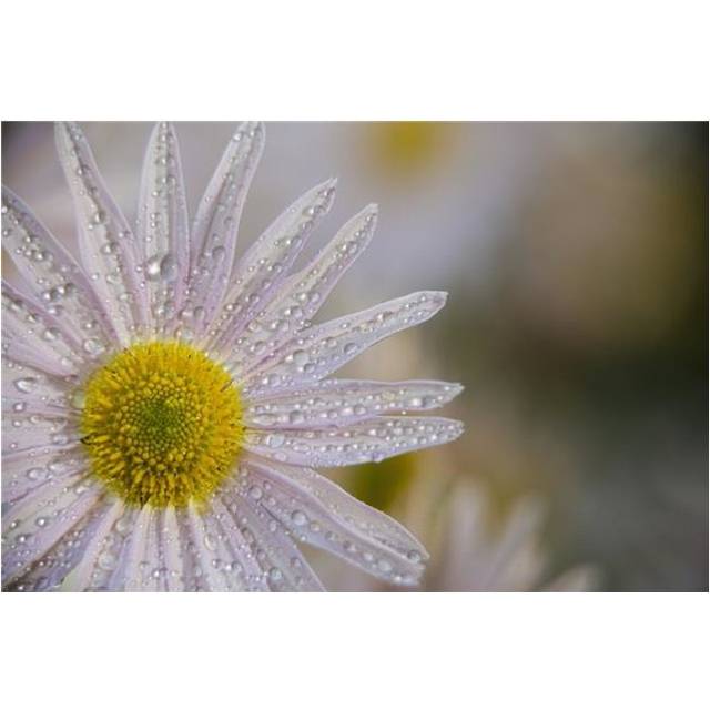 Korean Chrysanthemum New York Botanical Garden - New York City United States of America Poster Print - 18 x 12 in.