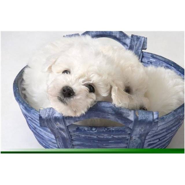 Cute White Pups Poster Print by Corey Hochachka, 34 x 22 - Large