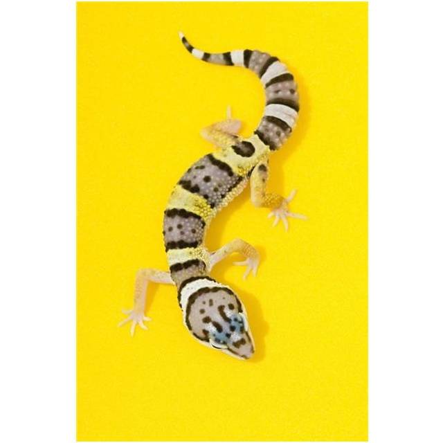 Baby Leopard Gecko Poster Print, Large - 22 x 34