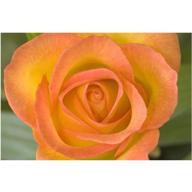 Hybrid Tea Rose Circus Poster Print by John Pitcher, 34 x 22 - Large