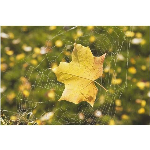 Fall Leaf In A Spider Web Poster Print, 19 x 12