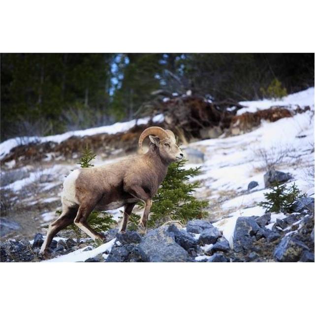 Bighorn Sheep Climbing Snowy Rocky Hill Poster Print by Richard Wear, 34 x 22 - Large