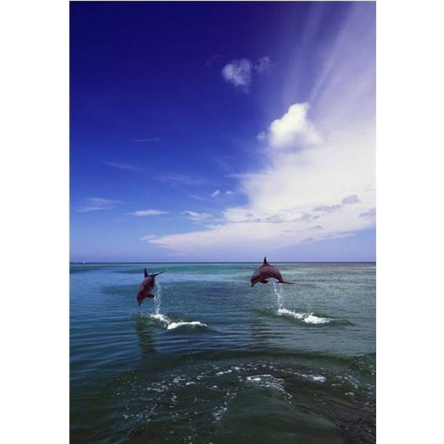 Two Bottlenose Dolphins Leaping Out of Water Caribbean Sea Poster Print by Natural Selection Craig Tuttle, 12 x 18