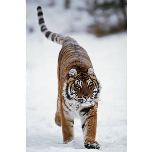 Siberian Tiger In Snow Poster Print, 12 x 19