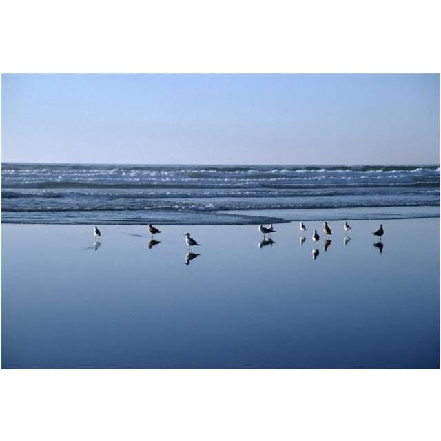Seagulls Standing on the Shore As the Waves Roll In Poster Print, 18 x 12