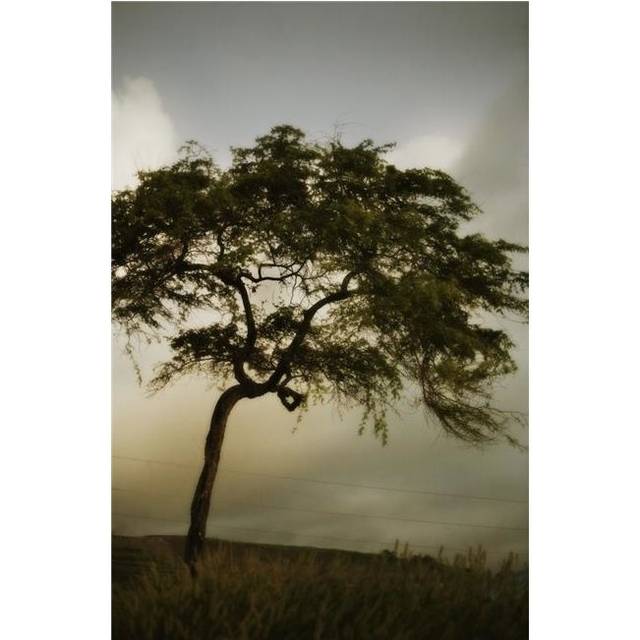 Tree & Stormy Sky Poster Print by Kristy-Anne Glubish, 11 x 17