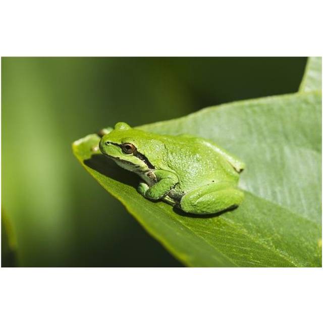 A Pacific Tree Frog Pseudacris Regilla Rests on A Wapato Leaf - Astoria Oregon United States of America Poster Print - 19 x 12 in.