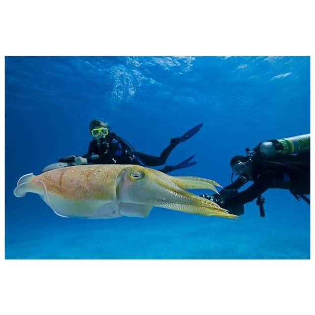 Divers on Underwater Scooters & A Common Cuttlefish Sepia Officinalis - Palau Micronesia Poster Print - 34 x 22 in. - Large