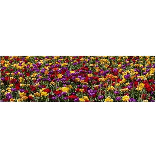 Tulips at The Canadian Tulip Festival - Ottawa Ontario Canada Poster Print - 44 x 13 in. - Large