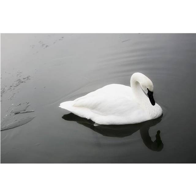 Swan in Calm Water Poster Print by Richard Wear, 34 x 22 - Large