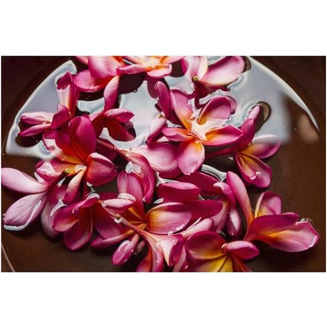 Plumerias in A Bowl at Saptohoedojo Art Gallery Yogyakarta Java Island Indonesia Poster Print - 19 x 12 in.