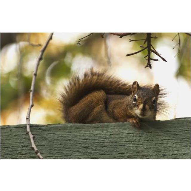 Red Squirrel Relaxing on Green Fence - Edmonton Alberta Canada Poster Print - 19 x 12 in.