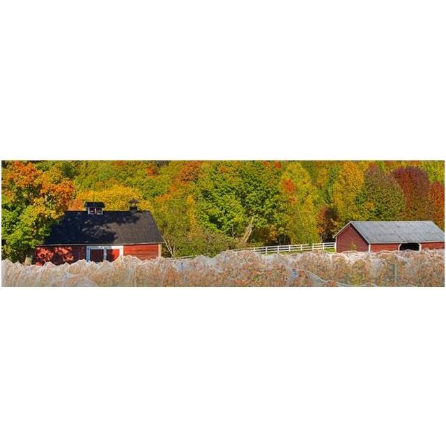 Wine Grape Vineyard in Autumn with Bird Netting Covering The Vines To Protect The Crop Shortly Before Harvest Poster Print - 40 x 11 in.