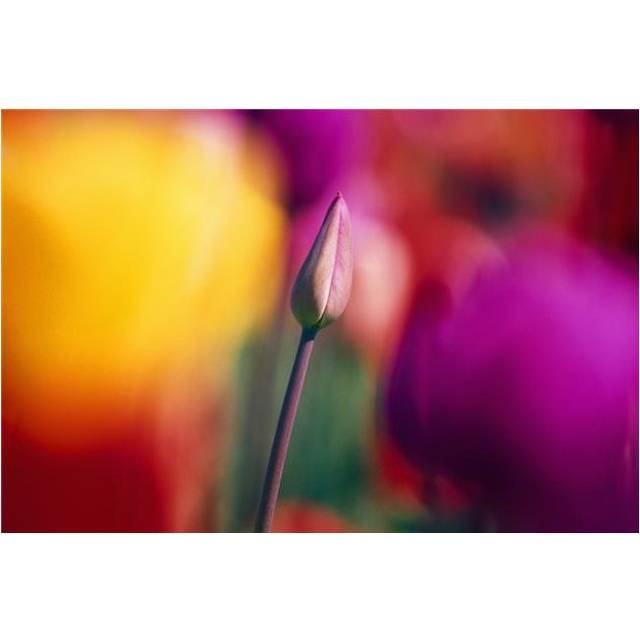 Selective Focus Tulip Flower Field Poster Print by Natural Selection Craig Tuttle, 18 x 12